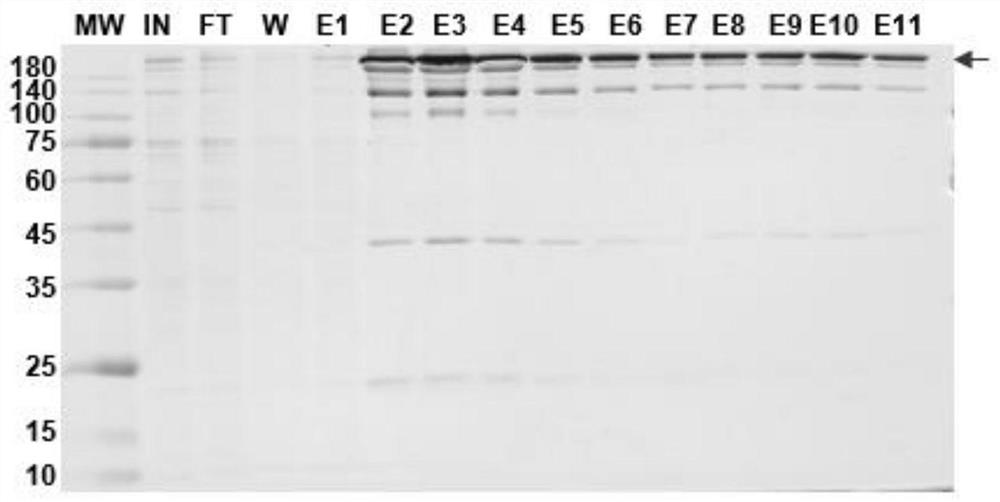 Bispecific fusion protein antibody for the treatment of intestinal cancer and its application