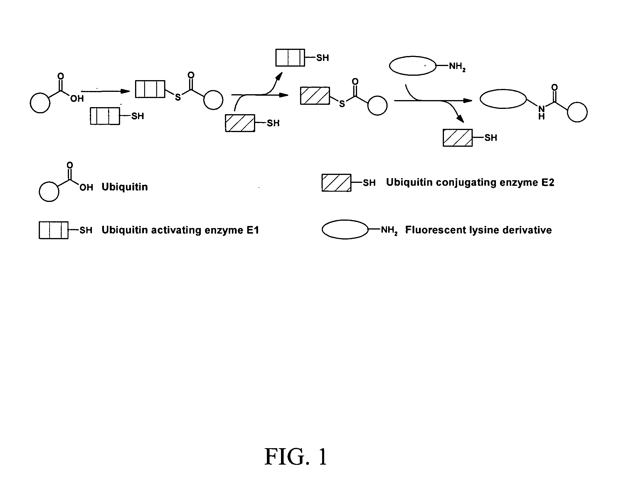 Assay for ubiquitin mediated proteolysis