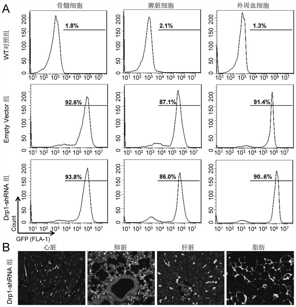 A method for constructing bone marrow cell drp1 gene-specific knockdown mouse model