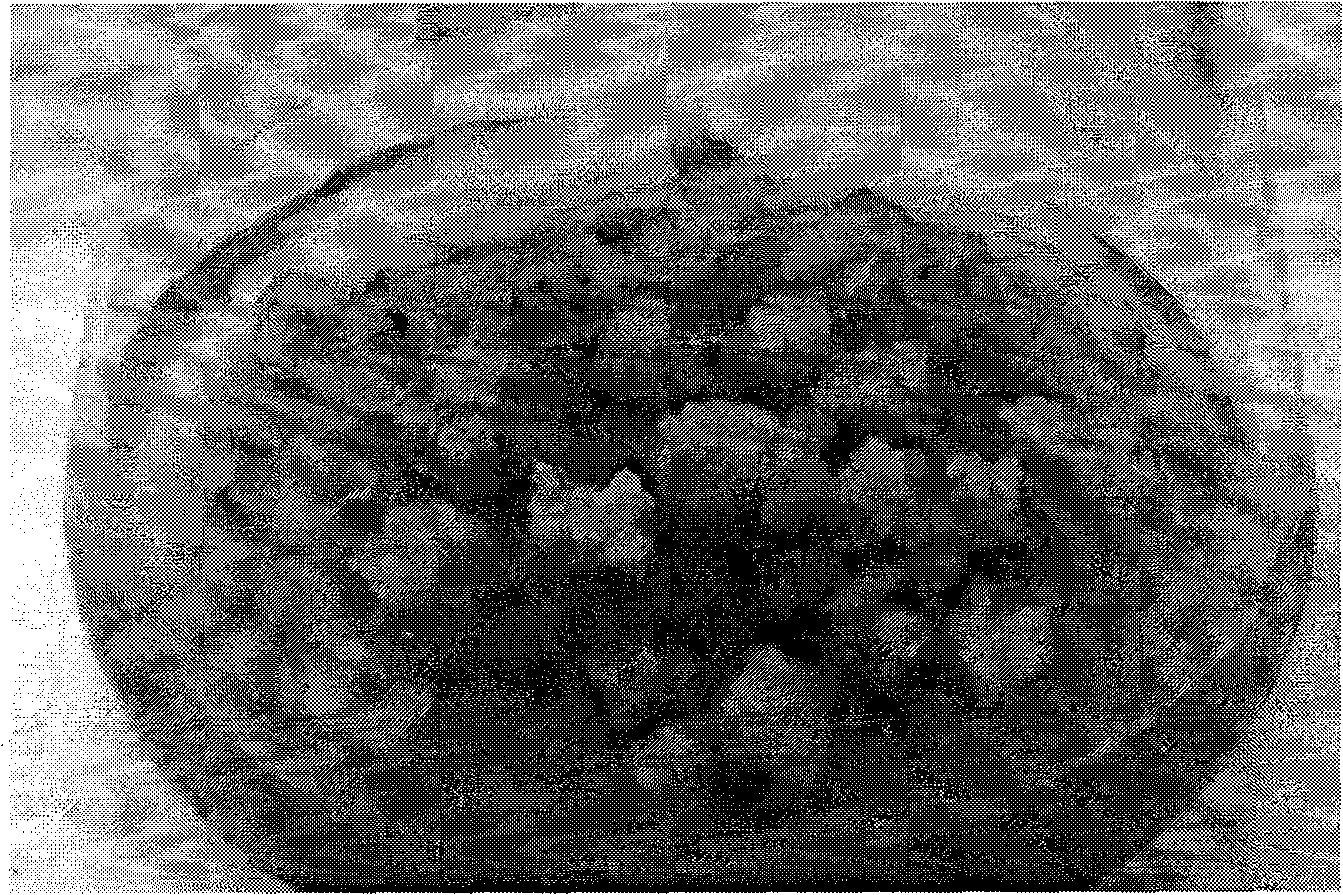 Method for agrobacterium mediated gene conversion of grass sorghum