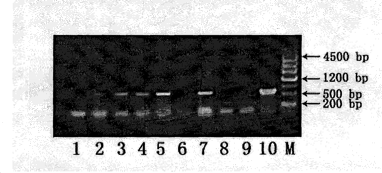 Method for agrobacterium mediated gene conversion of grass sorghum