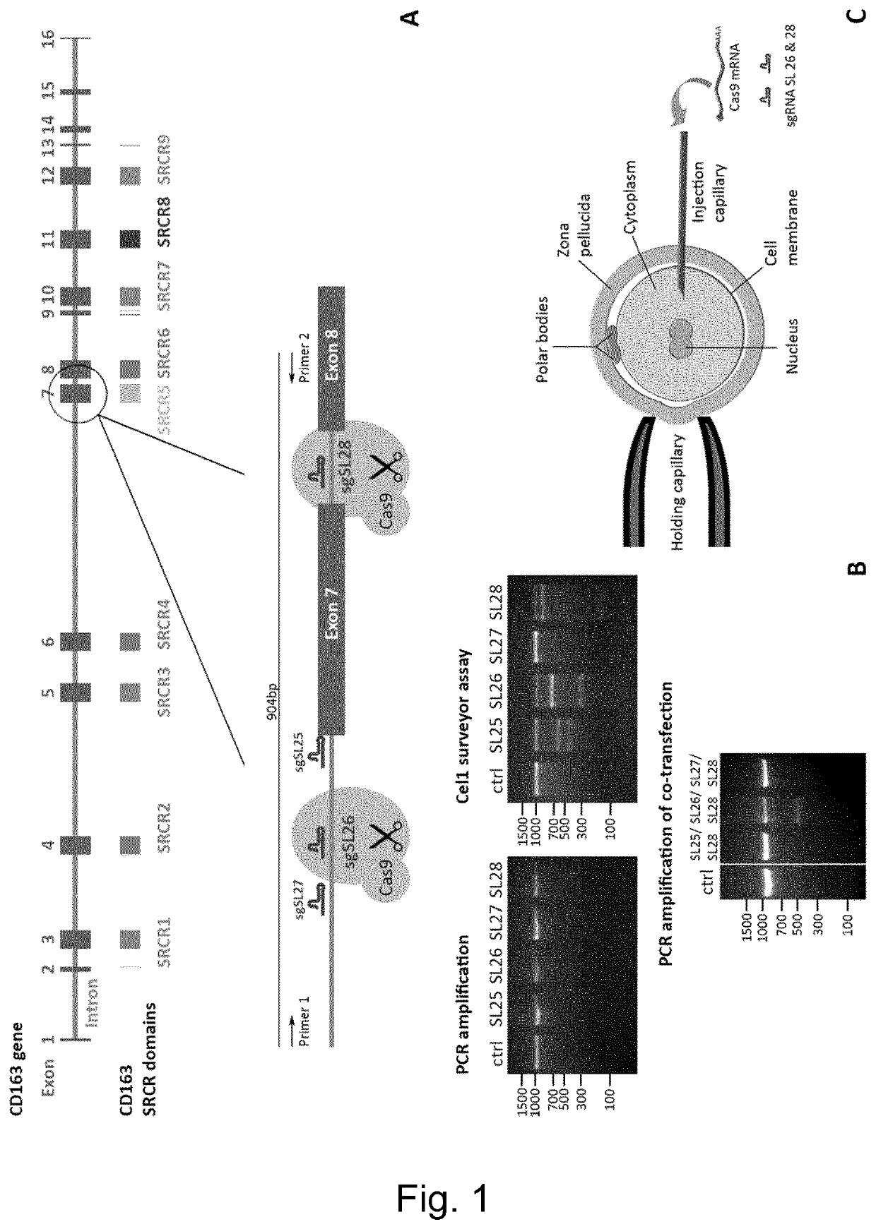 Swine Comprising Modified CD163 and Associated Methods