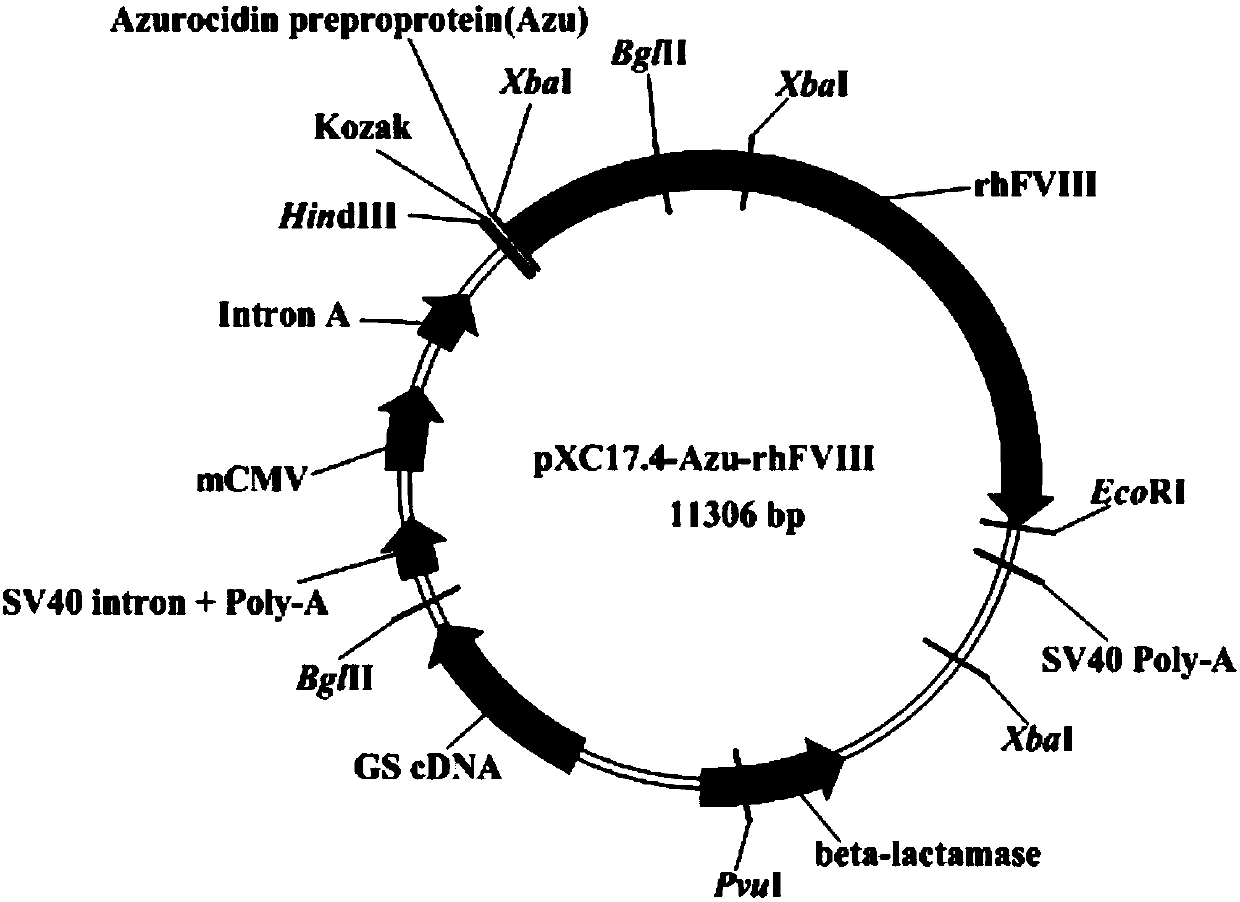 Method for improving high-efficiency expression of recombinant human coagulation factor VIII