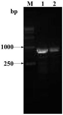 Method for improving high-efficiency expression of recombinant human coagulation factor VIII