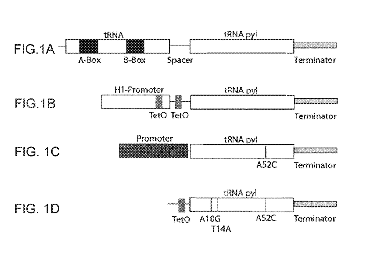 Nucleic acid molecules