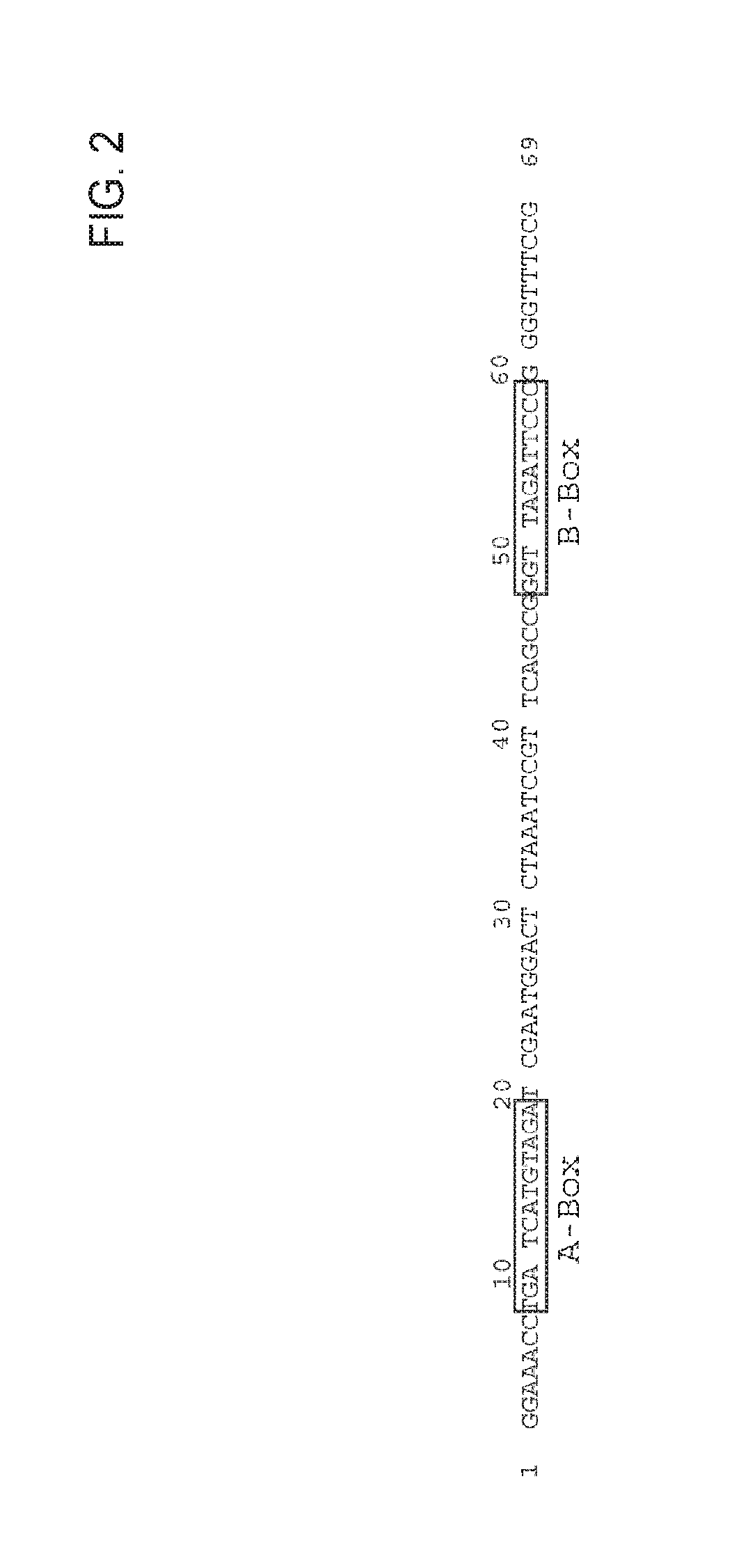 Nucleic acid molecules