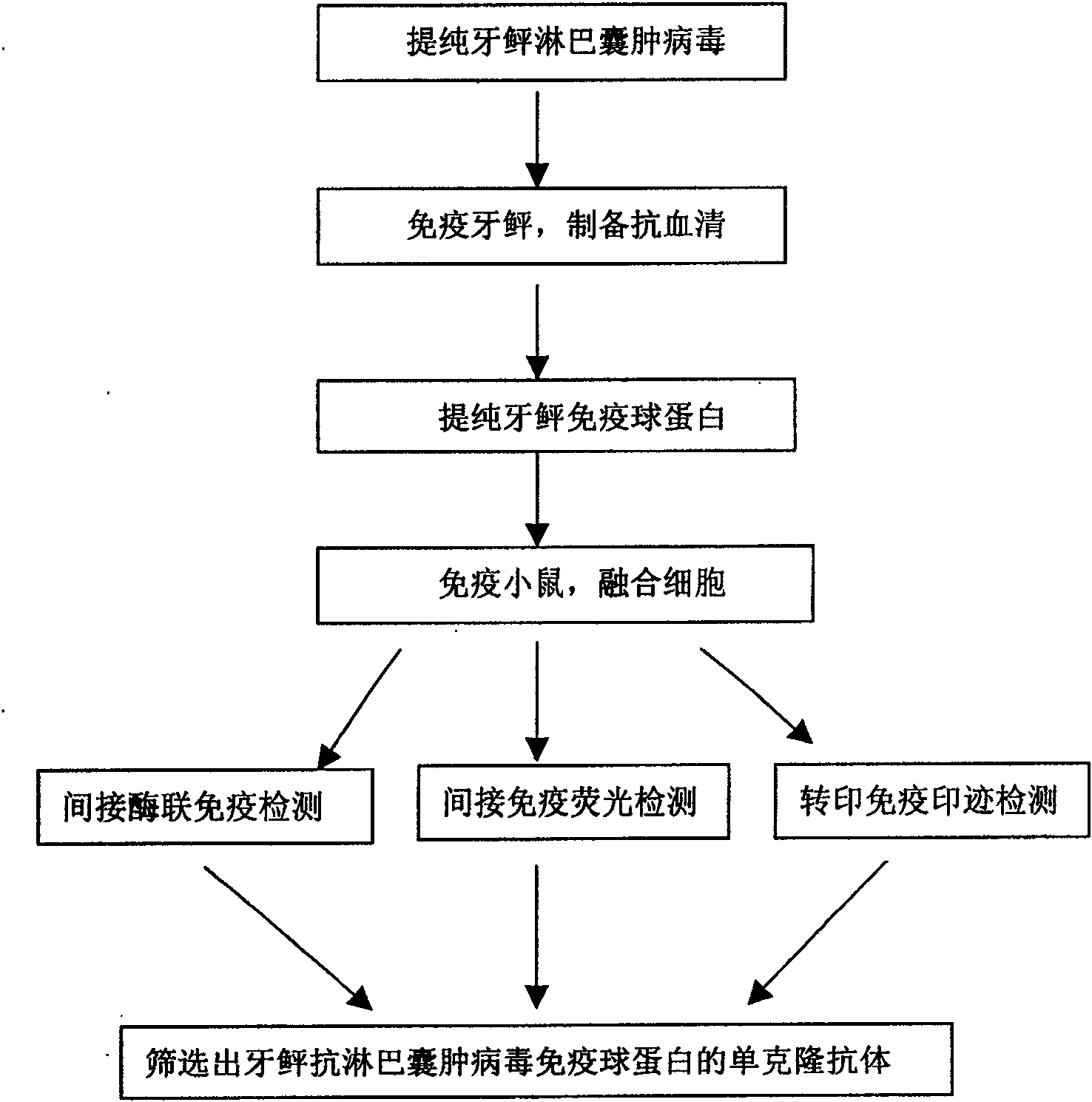 Monoclonal antibody of immunoglobulin of anti lymphocyst vitos of Pacific fluke, and preparation method