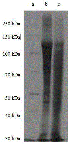 Non-degenerated jellyfish collagen preparation method