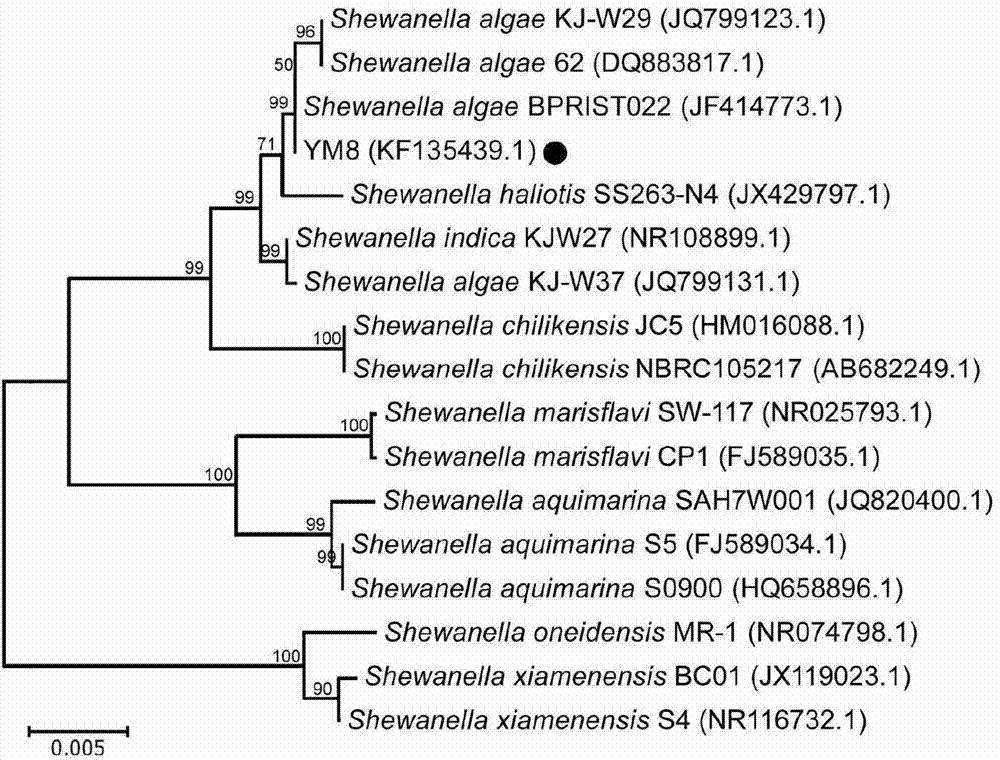 Shewanella algae capable of preventing and treating aspergillus flavus and toxins of crops during storage period and application thereof