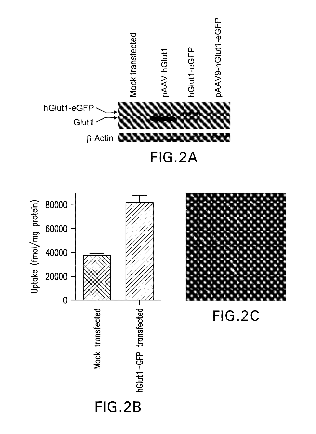 Recombinant glut1 adeno-associated viral vector constructs and related methods for restoring glut1 expression