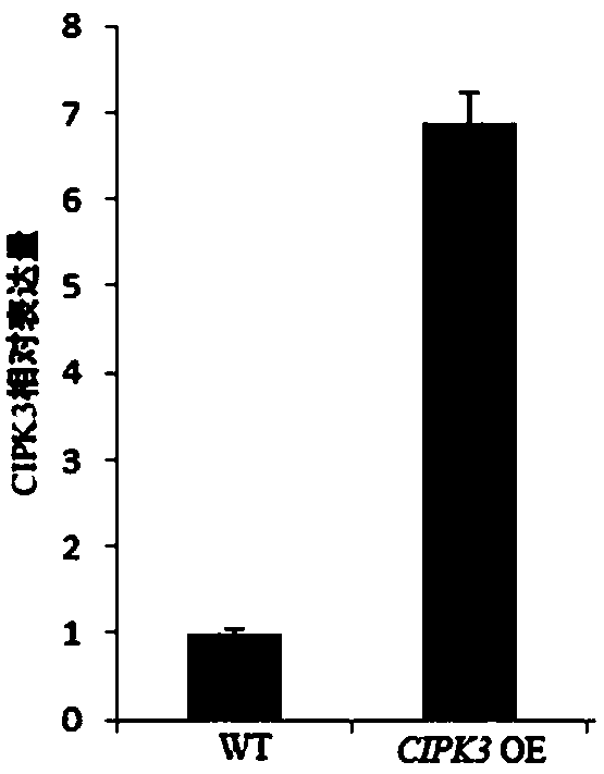 Application of CBL-interacting protein kinases (CIPK)3 protein and encoding genes thereof to plant drought resistance