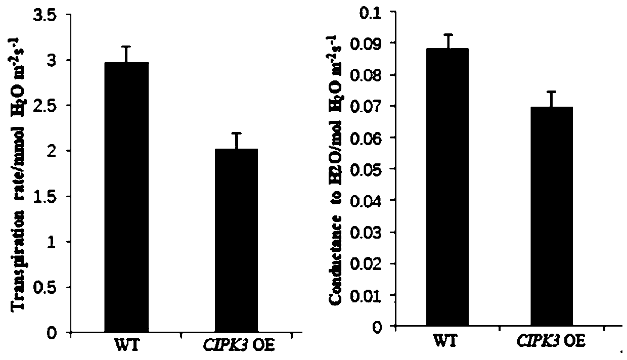 Application of CBL-interacting protein kinases (CIPK)3 protein and encoding genes thereof to plant drought resistance