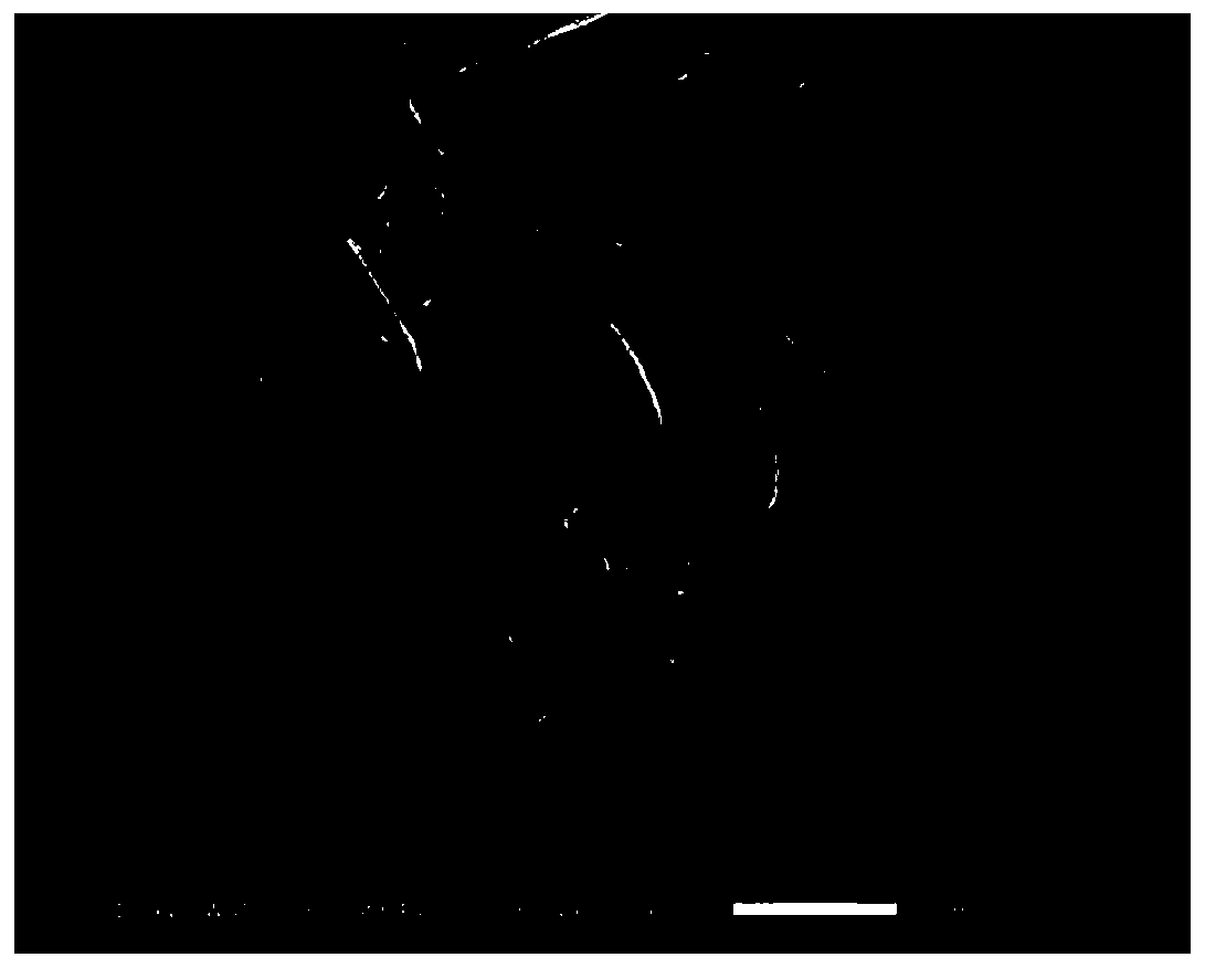 One-pot method for simultaneously preparing carbon quantum dots and porous carbon