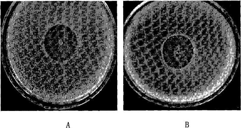 Antagonistic bacteria NJL-14 for preventing and controlling continuous-cropping tobacco bacterial wilt