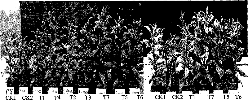 Antagonistic bacteria NJL-14 for preventing and controlling continuous-cropping tobacco bacterial wilt