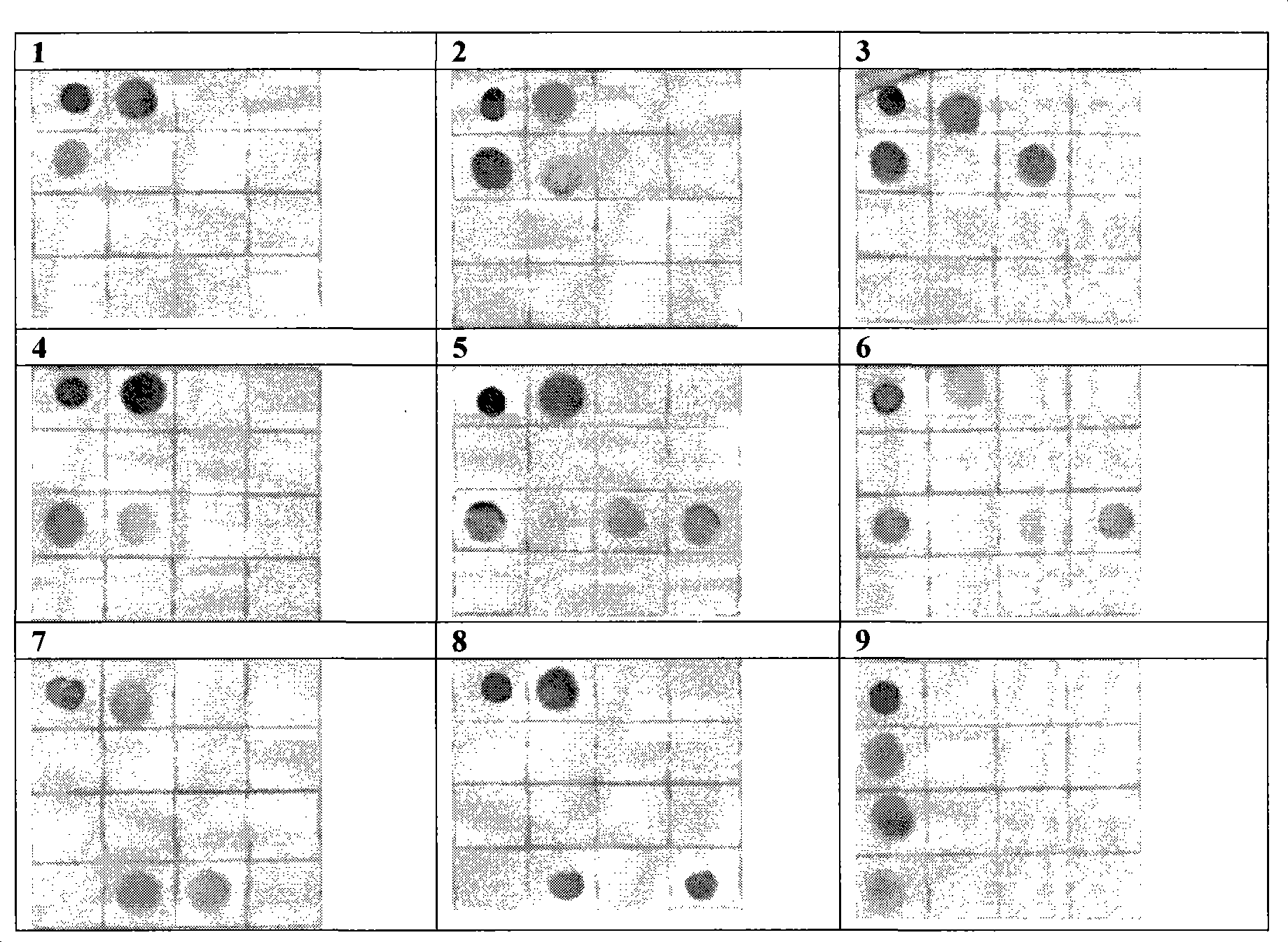 HCV gene typing detecting reagent kit