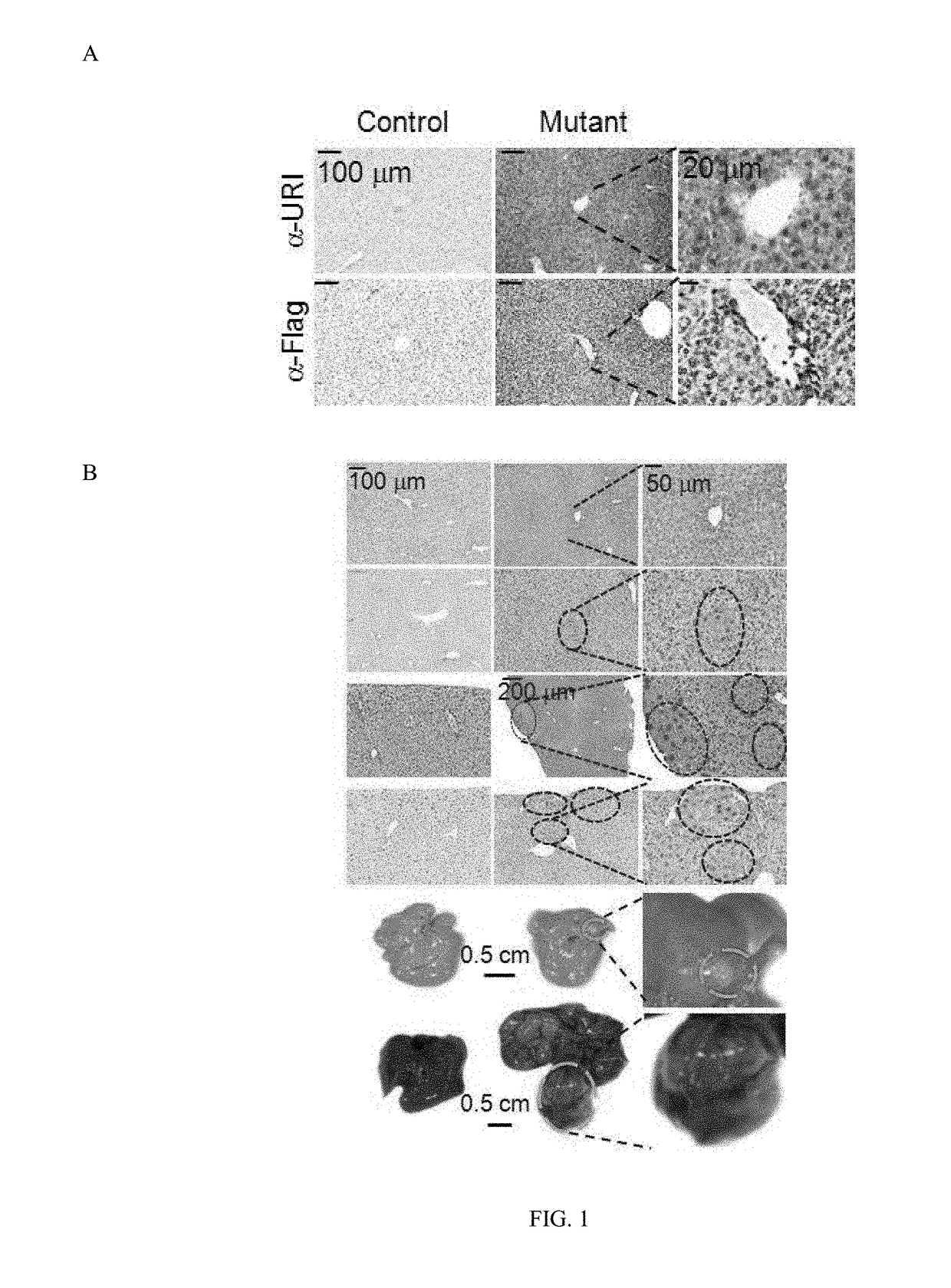 Methods for Treating Cancer