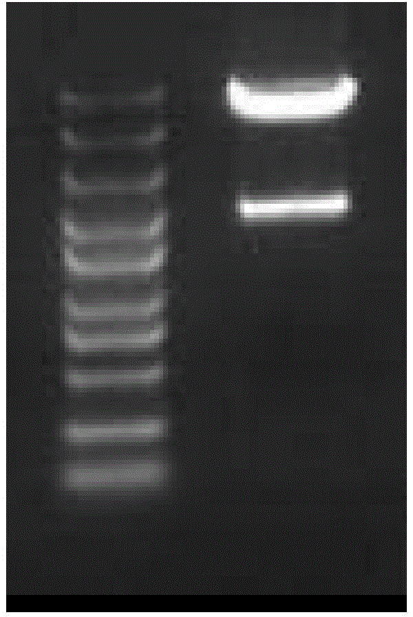 DC cell based on SP17 antigen, targeting immune cell population, preparation method and applications thereof