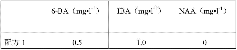 Kiwi fruit tissue culture method and application thereof