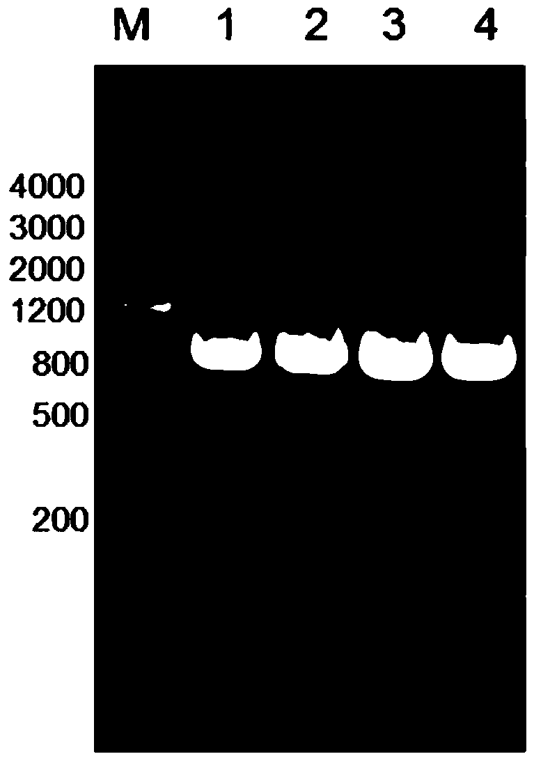 Acinetobacter baumannii putative protein a1s_1462 protein and its preparation method and application