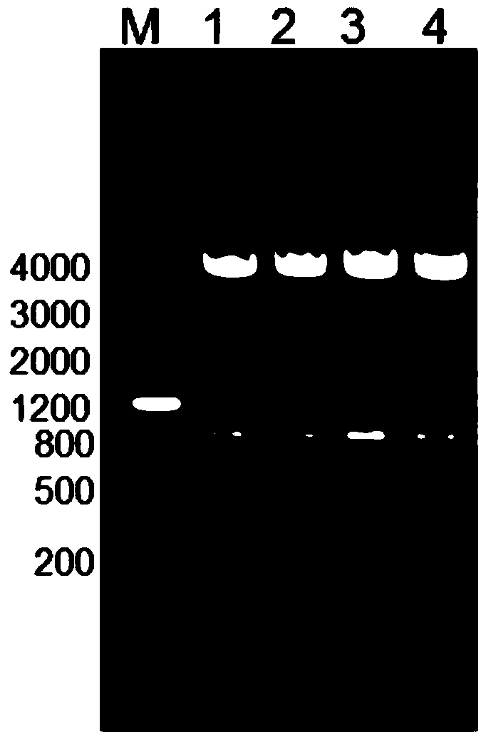 Acinetobacter baumannii putative protein a1s_1462 protein and its preparation method and application