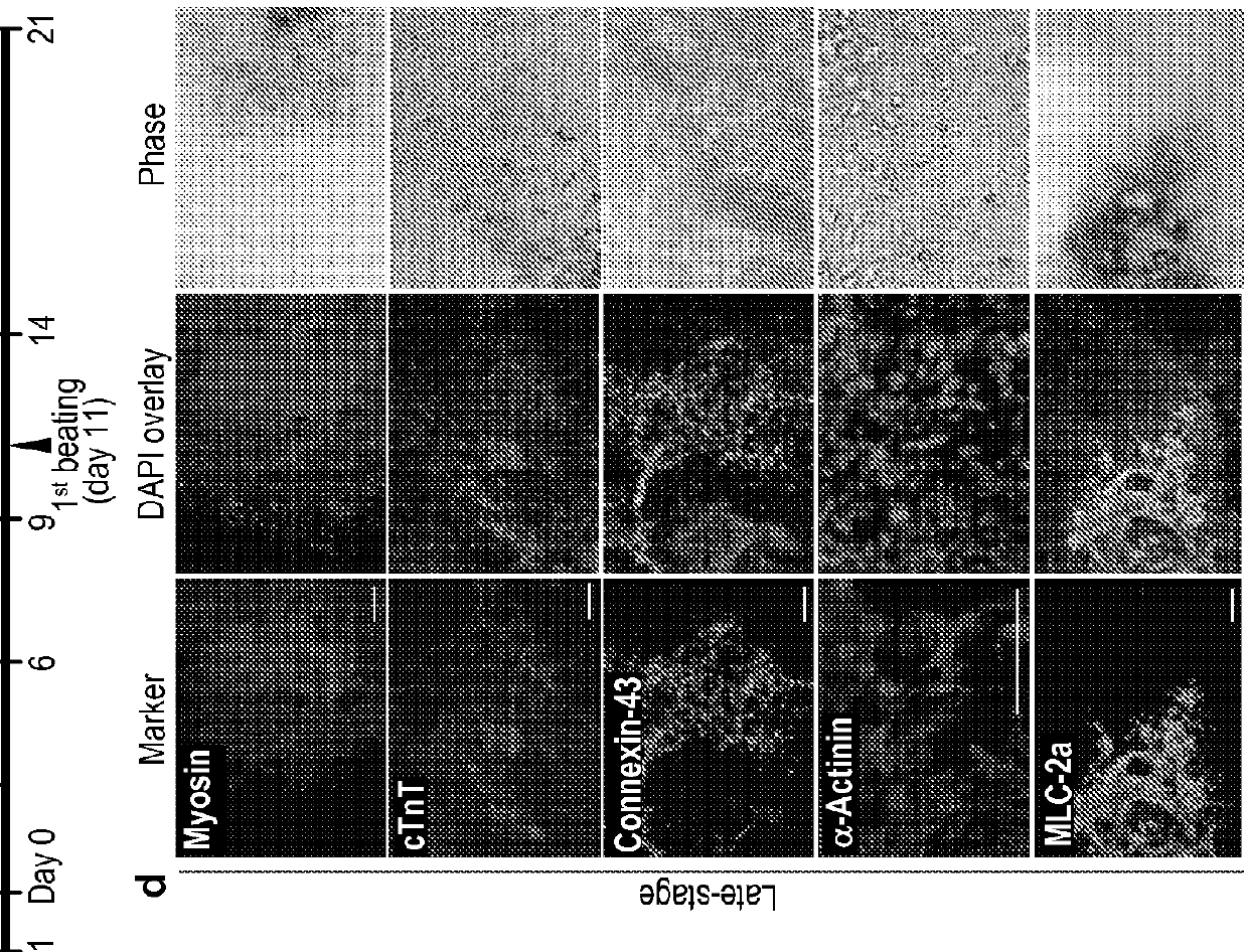 Reprogramming of cells to a new fate