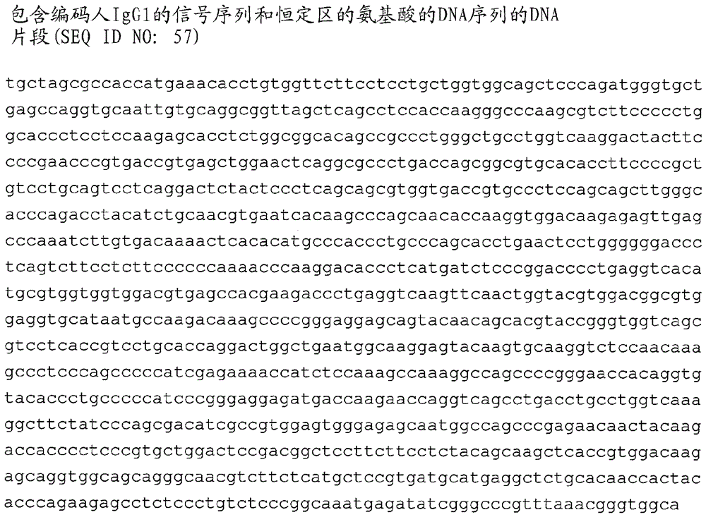 anti-b7-h3 antibody