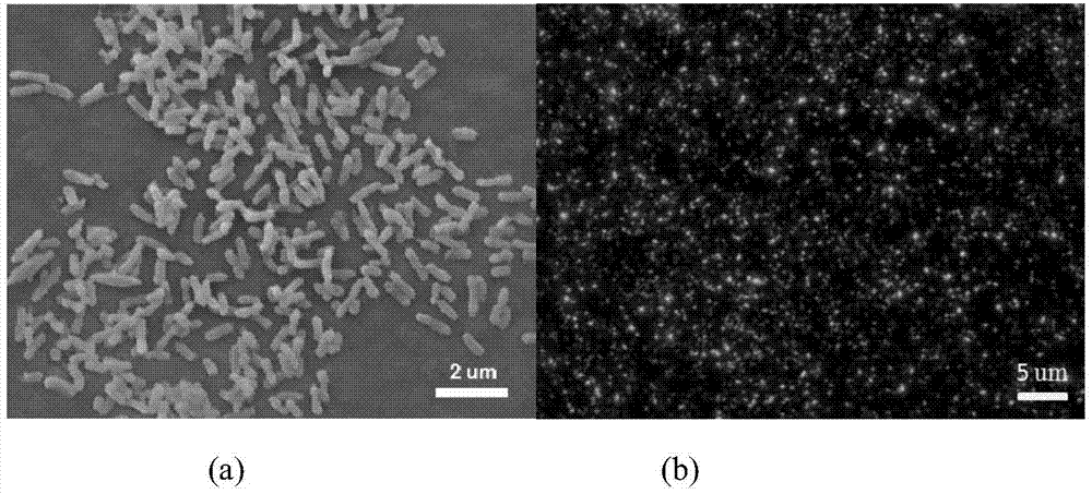 Enterobacter cancerogenus for degrading polyethylene and application of enterobacter cancerogenus