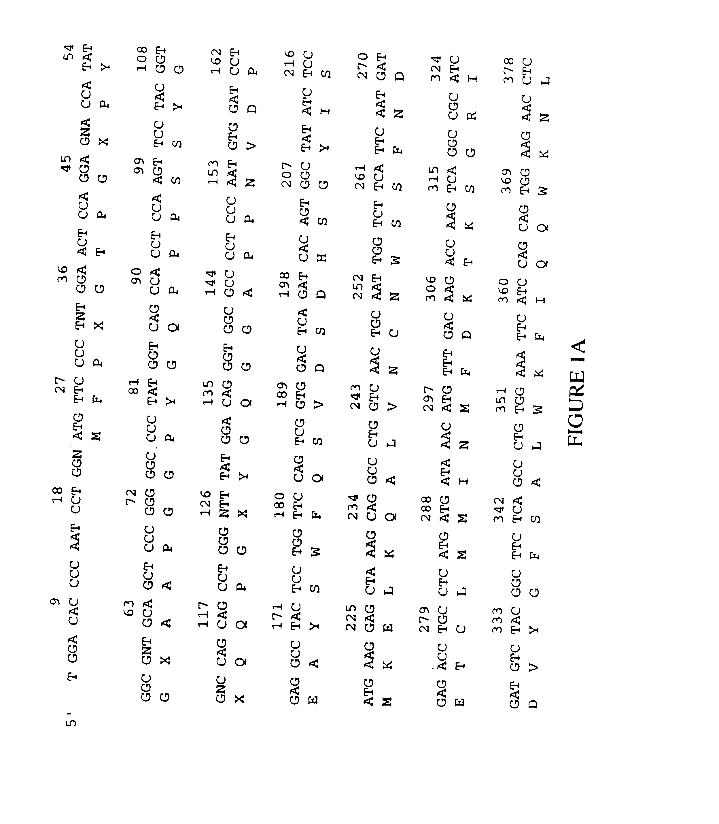 Human apoptosis-related calcium-binding protein