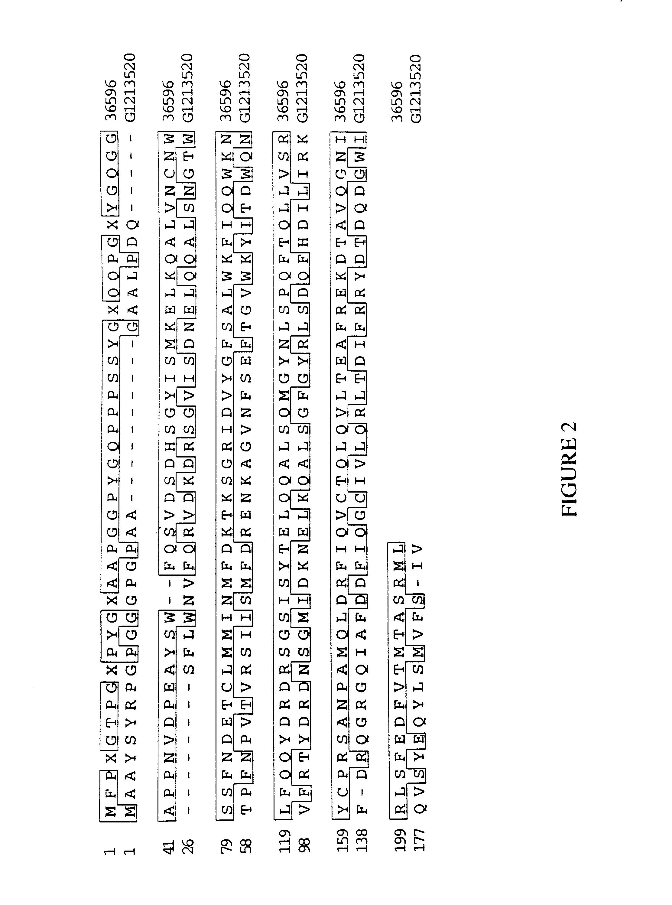 Human apoptosis-related calcium-binding protein