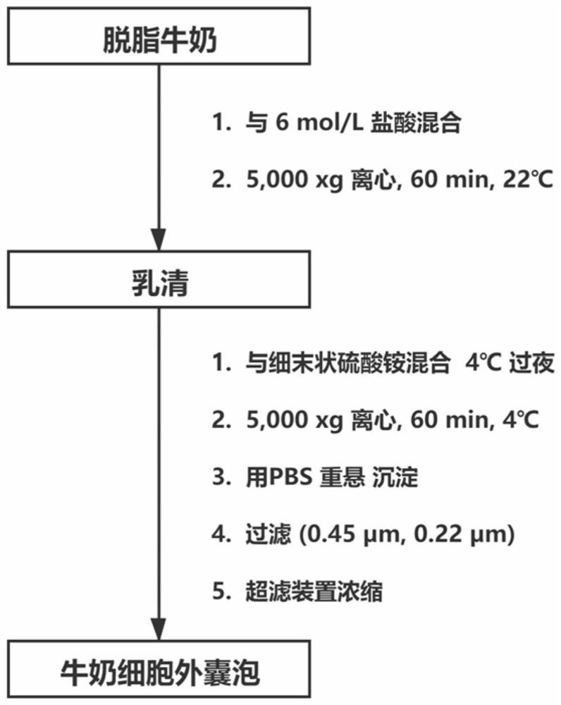 Method for extracting extracellular vesicles from milk