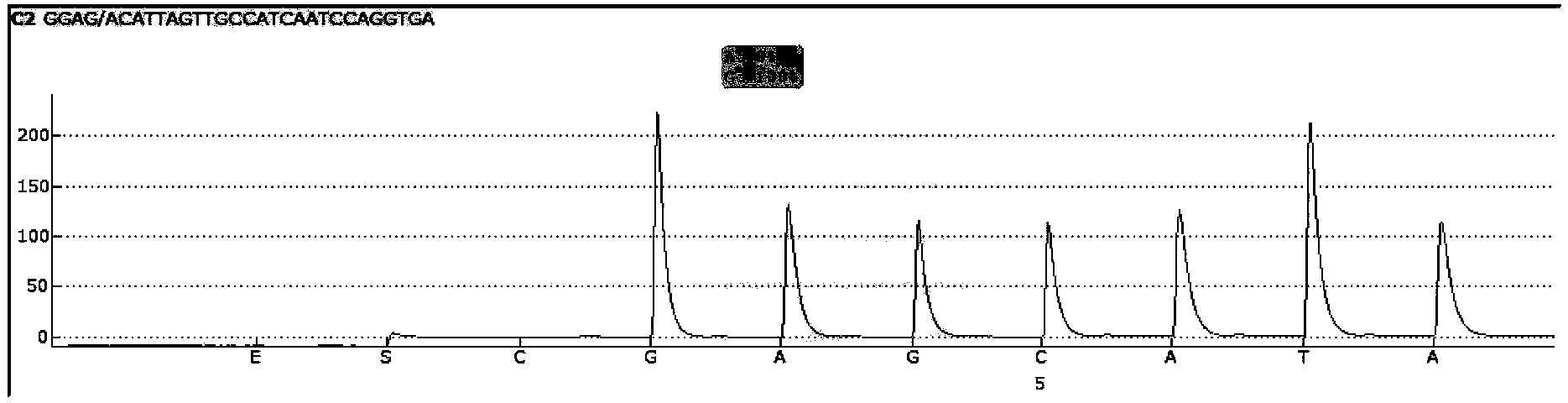 Sequencing primer for qualitative detection of TPMT genetic typing and kit thereof