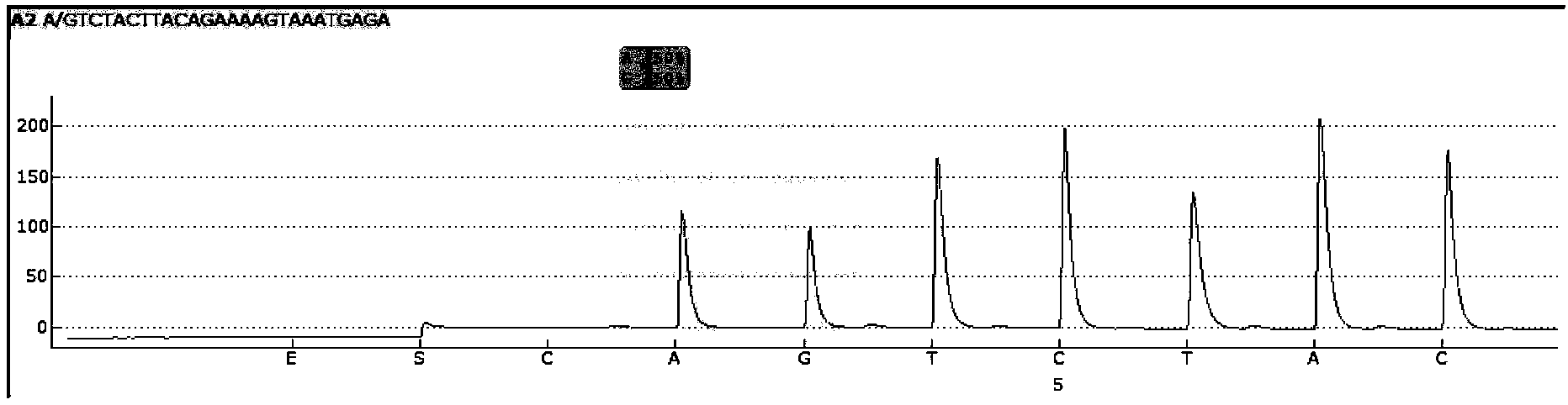 Sequencing primer for qualitative detection of TPMT genetic typing and kit thereof