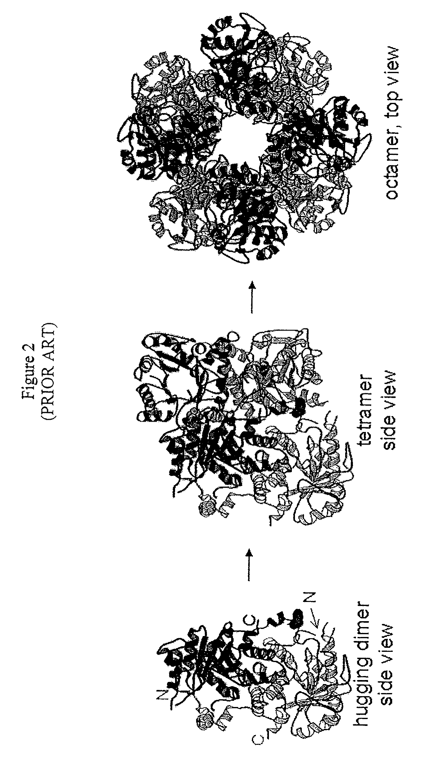 Alternate morpheein forms of allosteric proteins as a target for the development of bioactive molecules