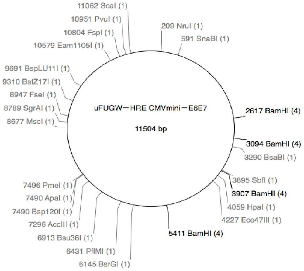 Lentiviral expression vector for inducing hpv16 E6/E7 gene expression under hypoxic conditions