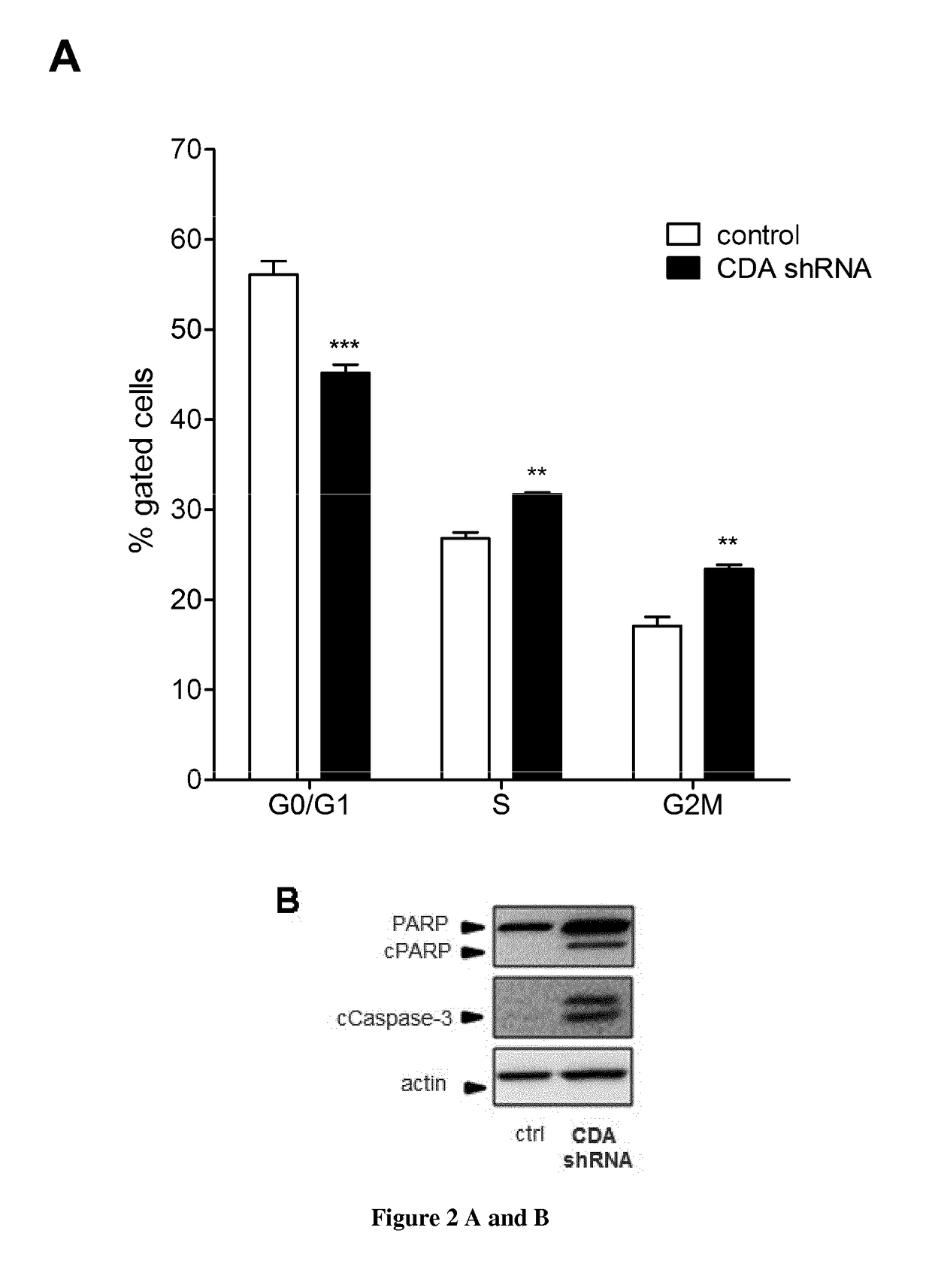 Cytidine deaminase inhibitors for the treatment of pancreatic cancer