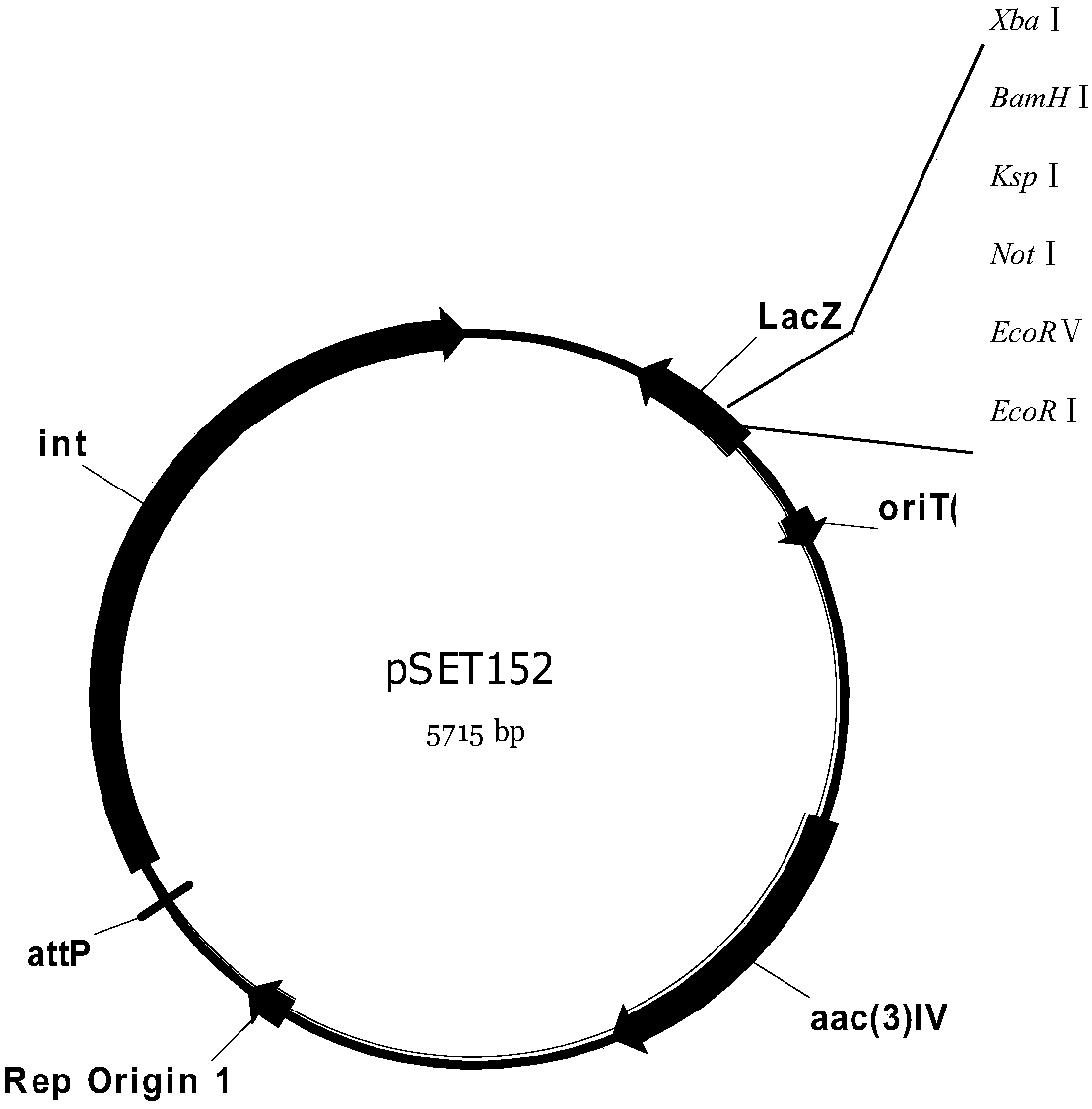 Genetically engineered bacterium for producing A82846B as well as preparation method and application of genetically engineered bacterium