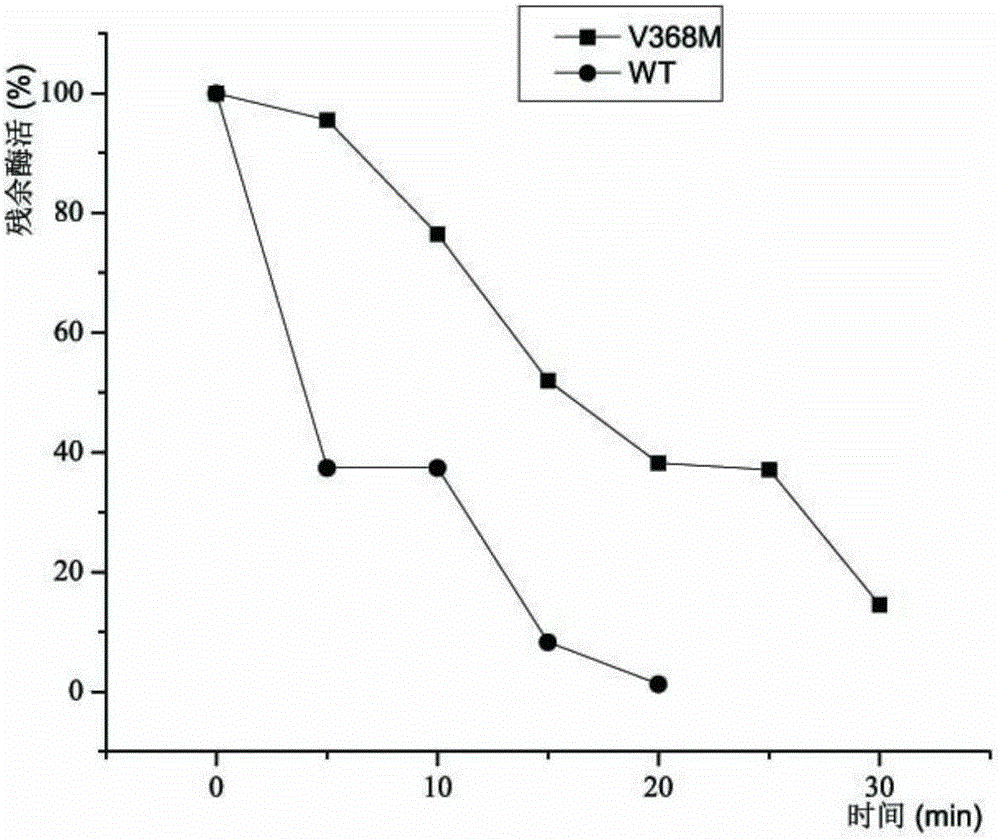 Creatinase mutant with increased thermal stability