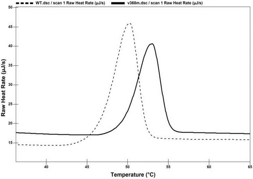 Creatinase mutant with increased thermal stability