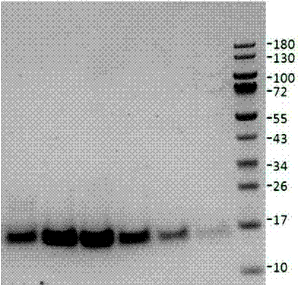 Low-pain nerve growth factor mutant