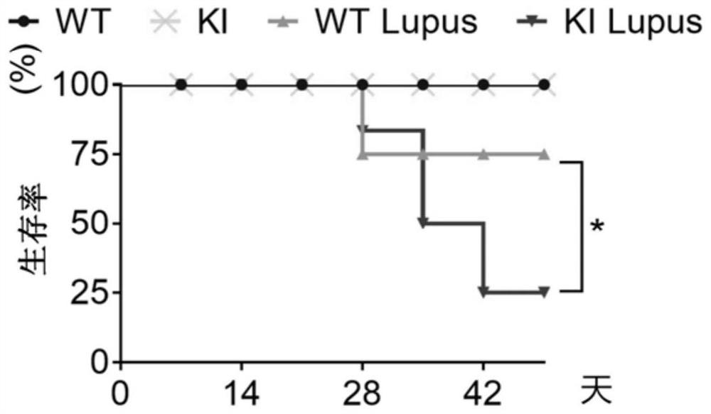 Application of hydroxychloroquine in medicine for preventing and treating systemic lupus erythematosus