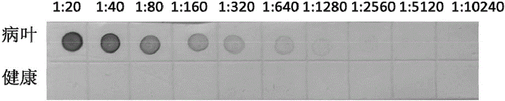 Hybridoma cell strain capable of secreting BYDV (barley yellow dwarf virus) PAV strain monoclonal antibody and application of monoclonal antibody of hybridoma cell strain