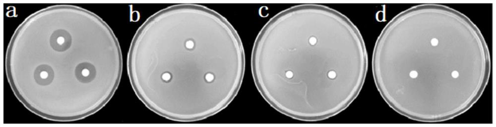 A kind of natural antibacterial and antiviral preparation, preparation method and application thereof