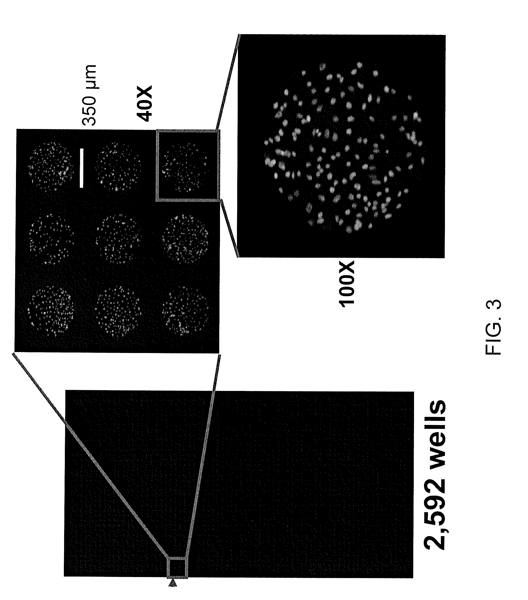 Microarray chip and method of fabricating for the same