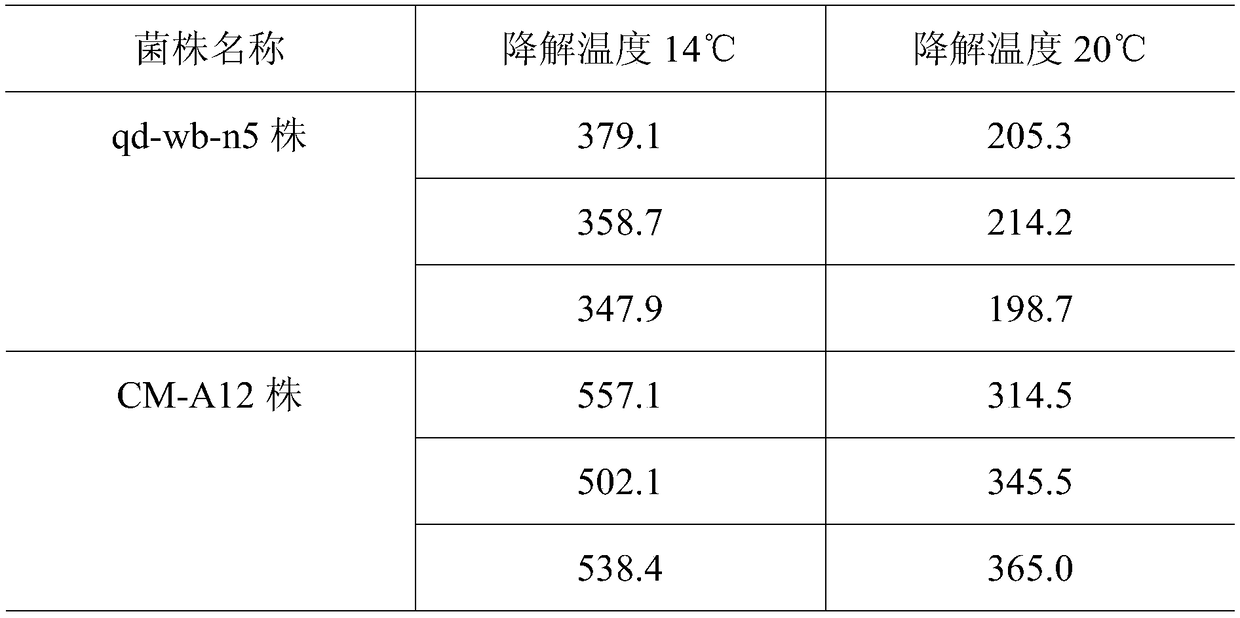 Sewage treatment bacterial product using oyster shell as carrier