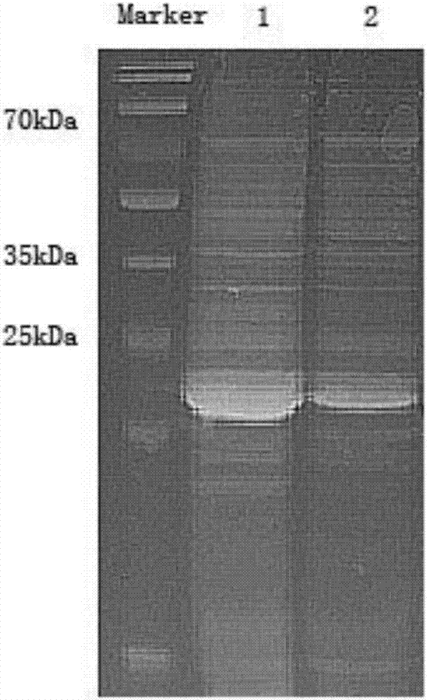 PCV2 (porcine circovirus 2) recombinant baculovirus-like particle subunit vaccine and preparation method