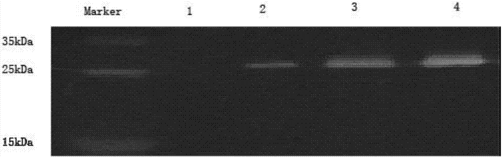 PCV2 (porcine circovirus 2) recombinant baculovirus-like particle subunit vaccine and preparation method