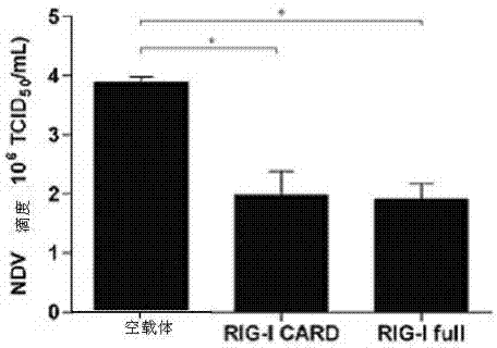 Goose-origin gene RIG-I (retinoic acid-inducible gene-I) with anti-Newcastle disease virus activities and application thereof