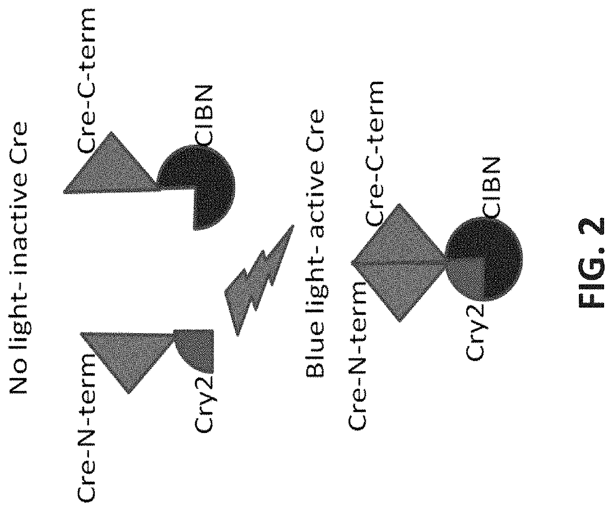 Genome-edited birds