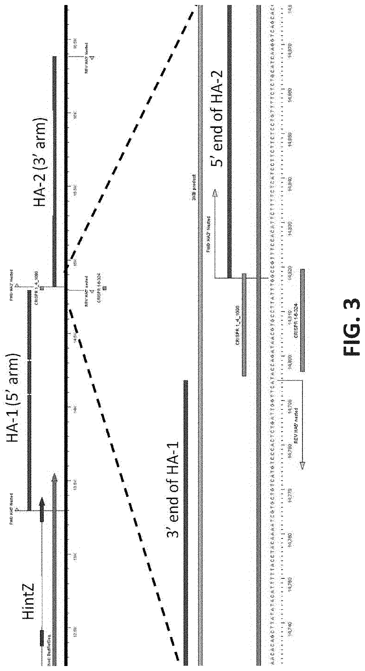 Genome-edited birds